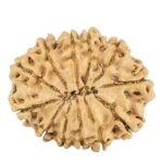 12 Mukhi Rudraksha 25.6mm 3.48gm - Rudraksha back