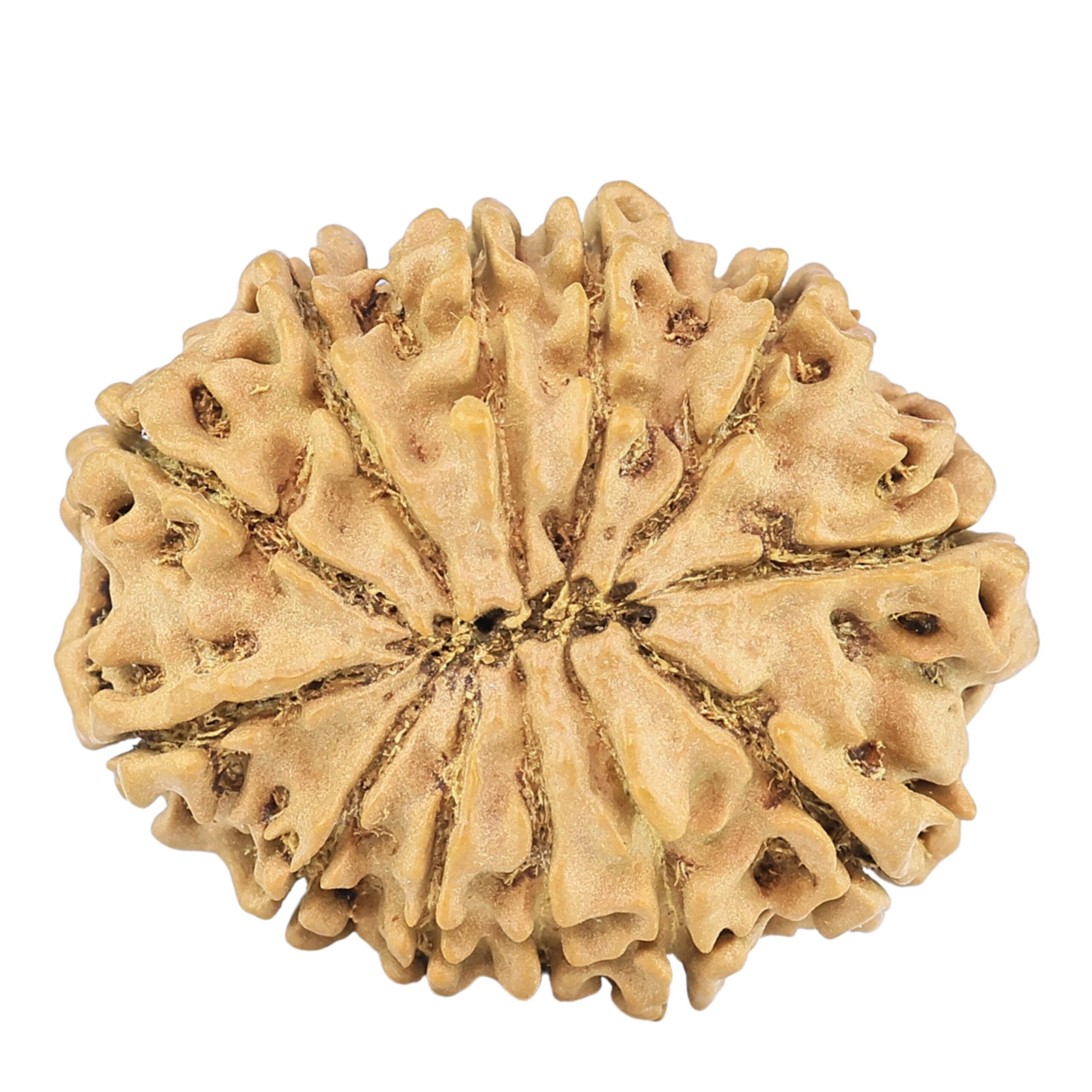 12 Mukhi Rudraksha 25.6mm 3.48gm - Rudraksha back
