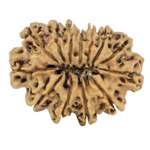 13 Mukhi Rudraksha 33.1mm 5.86gm - Rudraksha back