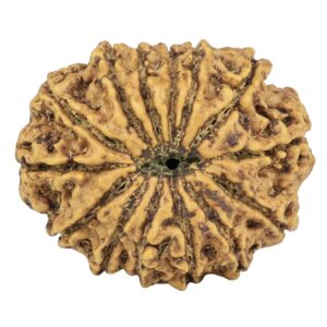 14 Mukhi Rudraksha 28.2mm 5gm - Rudraksha back