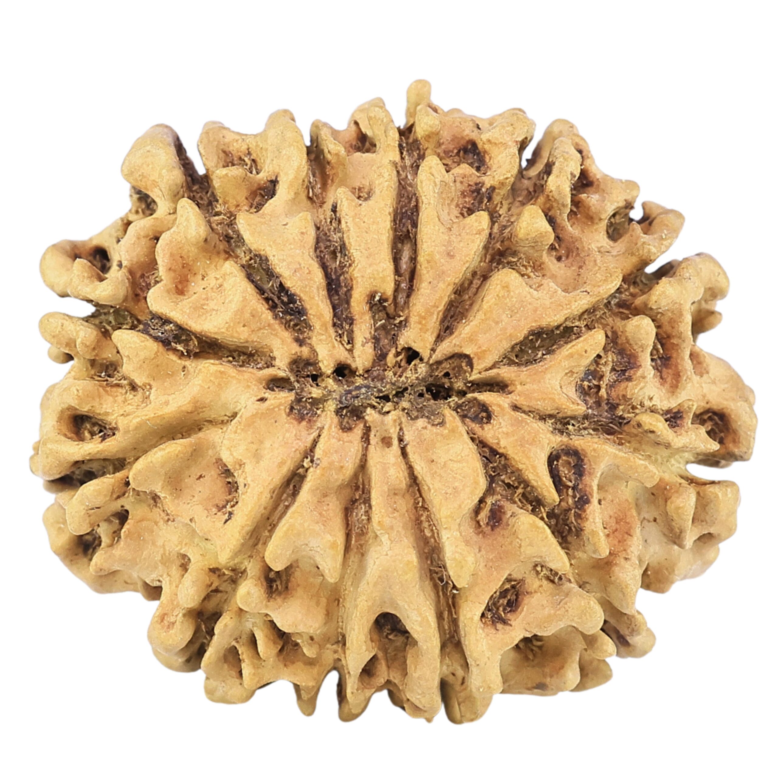 12 Mukhi Rudraksha 27.2mm 2.77gm - Rudraksha back
