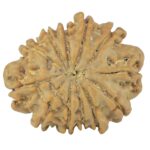12 Mukhi Rudraksha 24mm 3.55gm - Rudraksha back