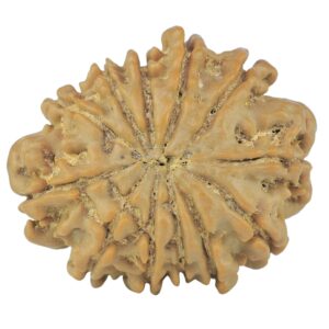 12 Mukhi Rudraksha 24mm 3.55gm - Rudraksha back