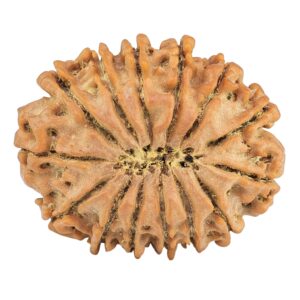 14 Mukhi Rudraksha 27.2mm 4.17gm - Rudraksha back