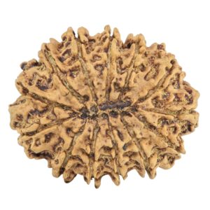 13 Mukhi Rudraksha 31.2mm 5.02gm - Rudraksha back