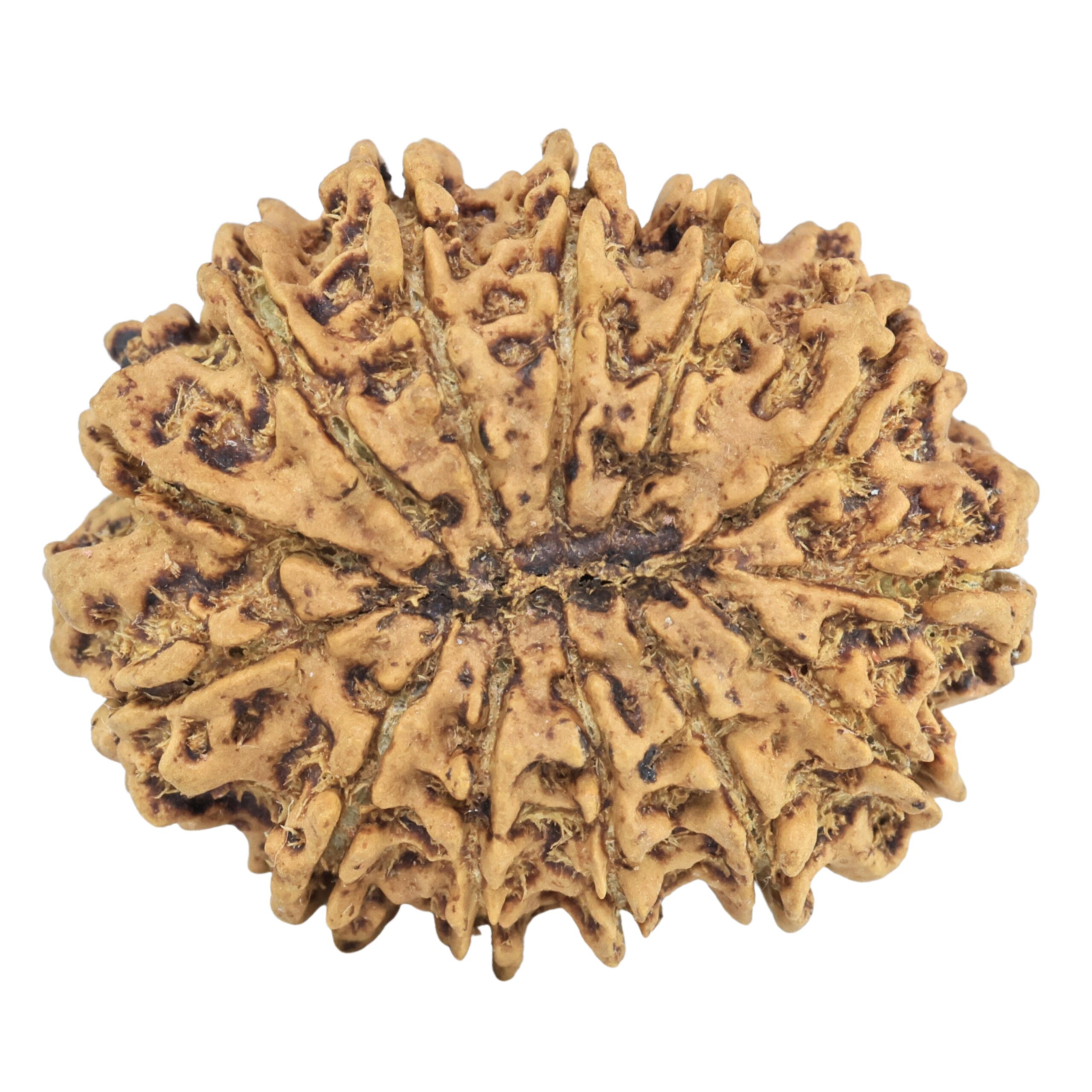 13 Mukhi Rudraksha 31.2mm 5.02gm - Rudraksha back
