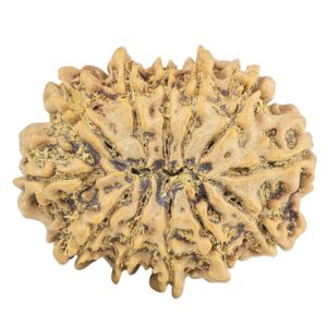 12 Mukhi Rudraksha 29.6mm 5.52gm - Rudraksha back