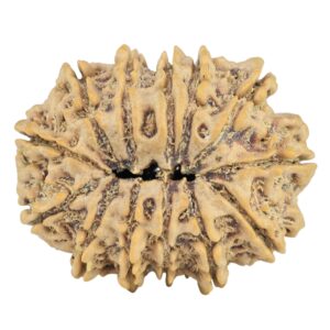 13 Mukhi Rudraksha 32mm 6.18gm - Rudraksha back