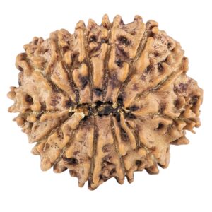 13 Mukhi Rudraksha 22.4mm 2.77gm - Rudraksha back