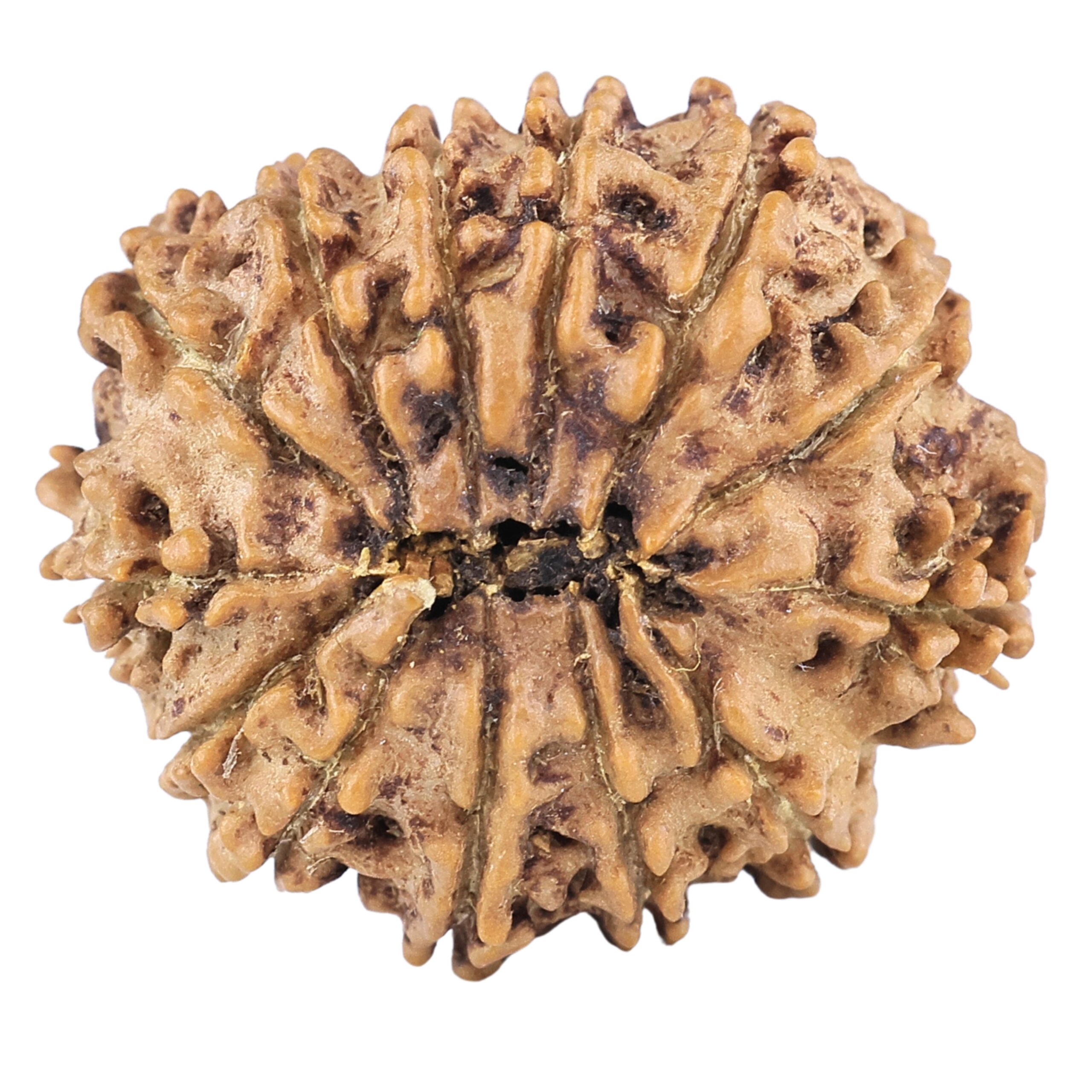 13 Mukhi Rudraksha 22.4mm 2.77gm - Rudraksha back