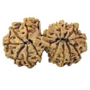 14 Mukhi Gaurishankar 35.9mm 5.35gm - Rudraksha back