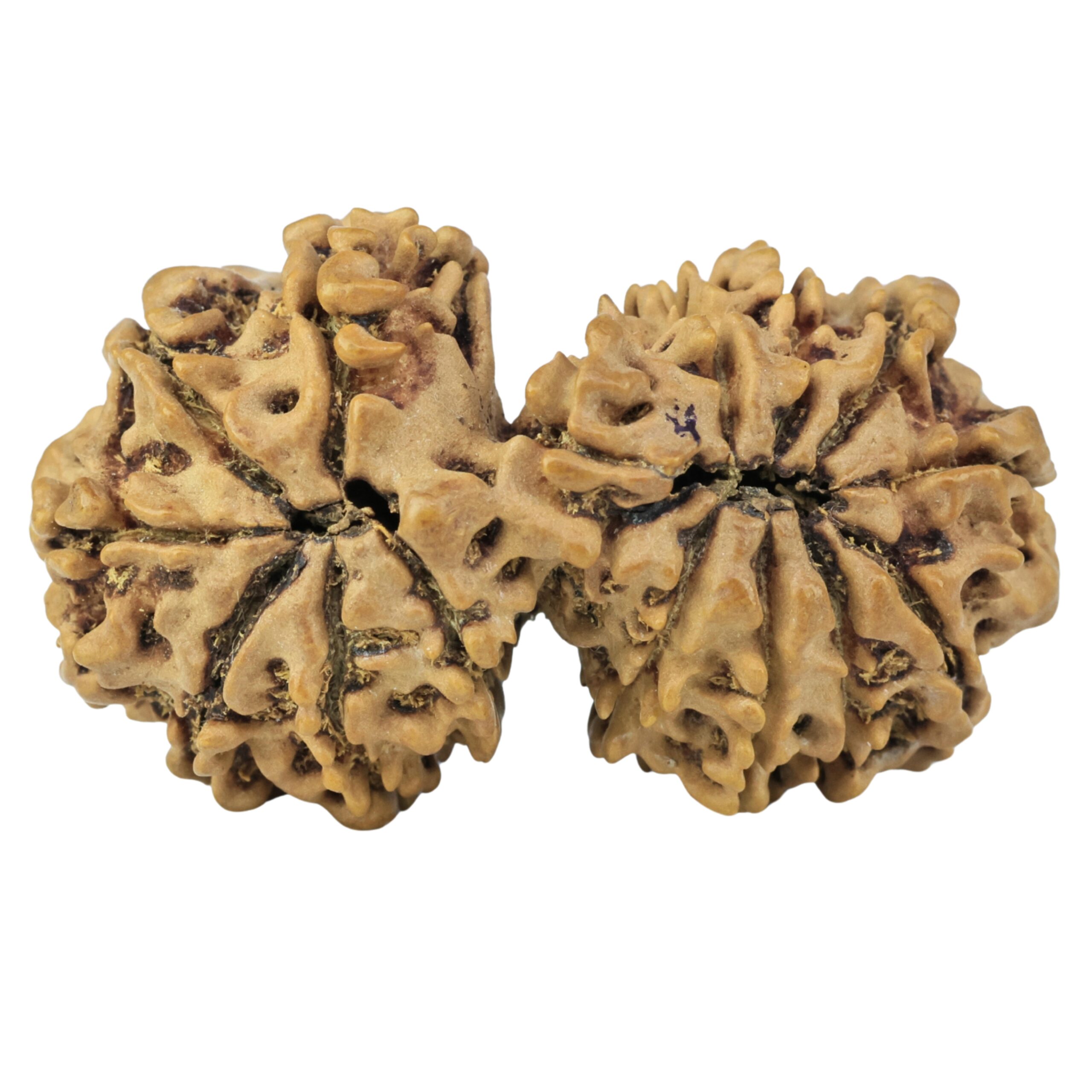 14 Mukhi Gaurishankar 35.9mm 5.35gm - Rudraksha back