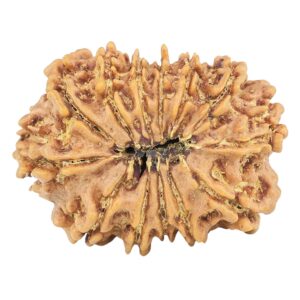 13 Mukhi Rudraksha 24.2mm 2.91gm - Rudraksha back