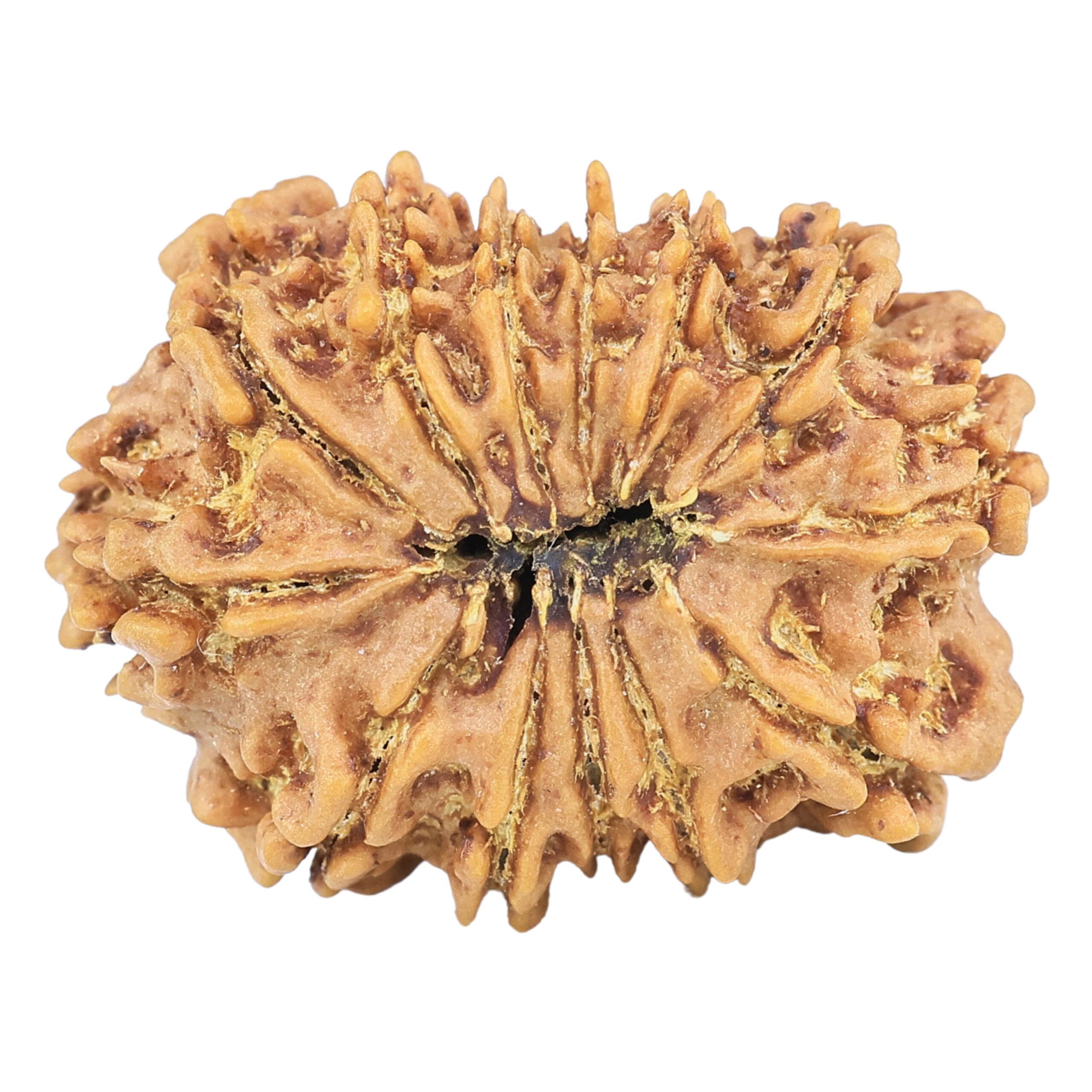 13 Mukhi Rudraksha 24.2mm 2.91gm - Rudraksha back