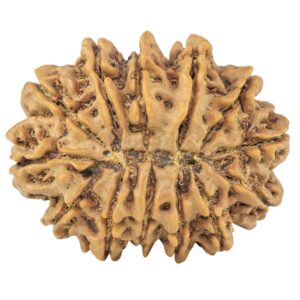 13 Mukhi Rudraksha 32.1mm 7.45gm - Rudraksha back