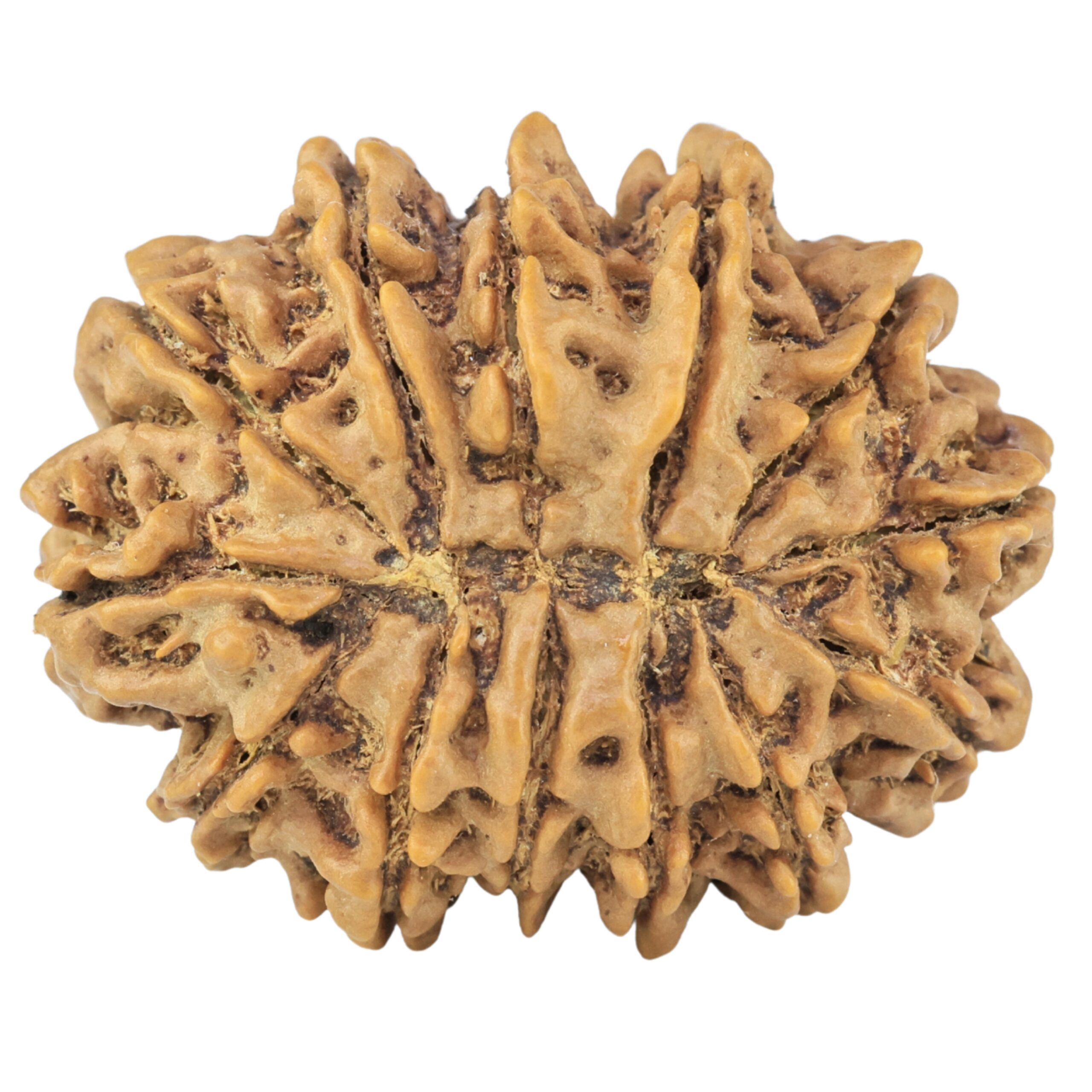 13 Mukhi Rudraksha 32.1mm 7.45gm - Rudraksha back
