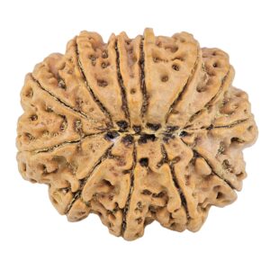 12 Mukhi Rudraksha 34.7mm 9.42gm - Rudraksha back