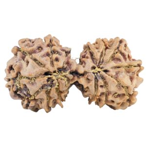 13 Mukhi Gaurishankar 33mm 4.56gm - Rudraksha back