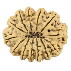 13 Mukhi Rudraksha 37.5mm 9.63gm - Rudraksha back