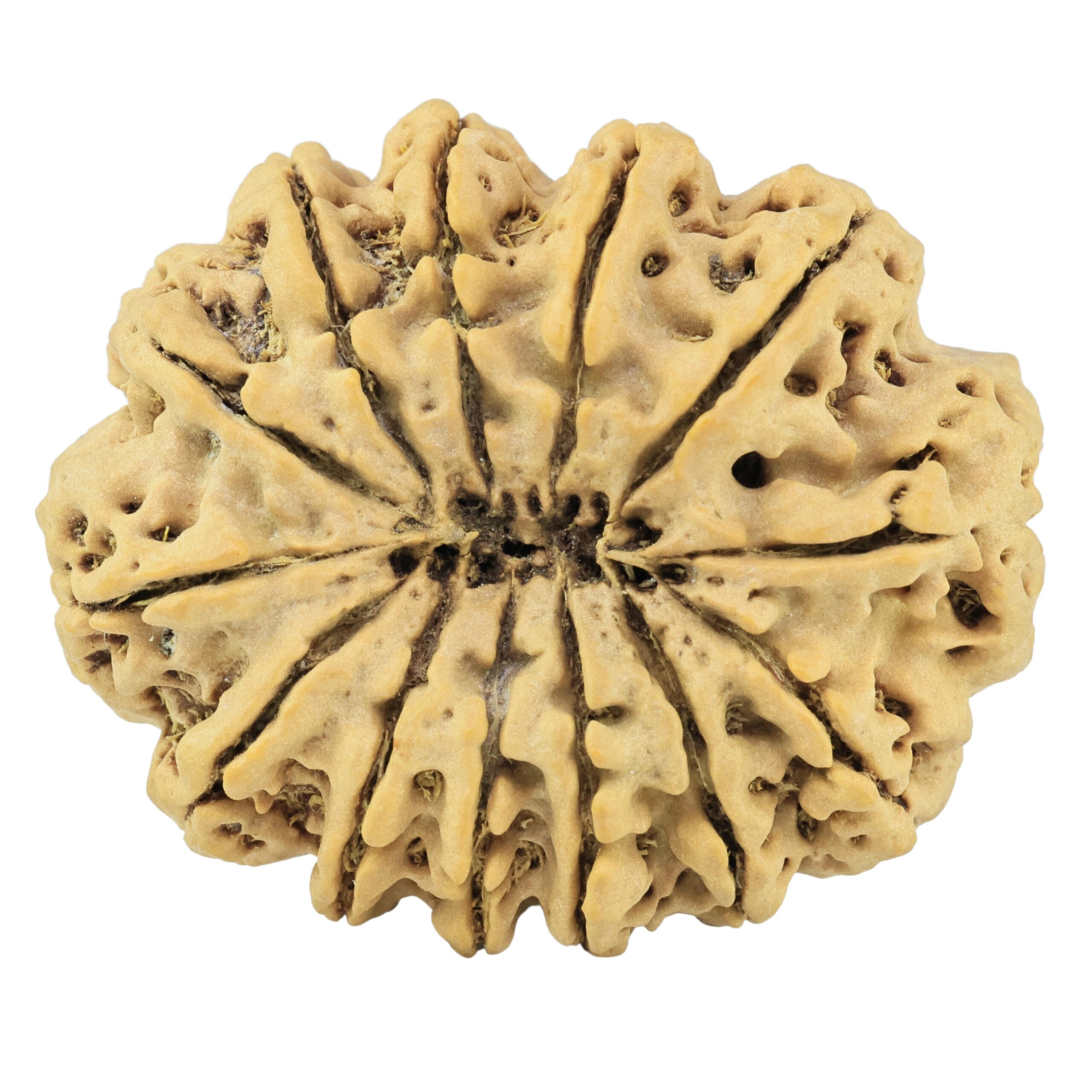 13 Mukhi Rudraksha 37.5mm 9.63gm - Rudraksha back