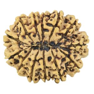 13 Mukhi Rudraksha 31.6mm 6.5gm - Rudraksha back