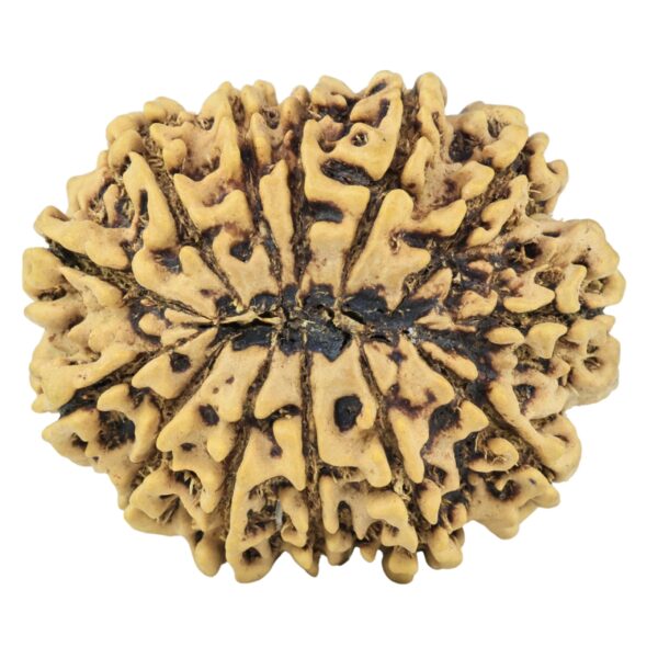 13 Mukhi Rudraksha 31.6mm 6.5gm - Rudraksha back