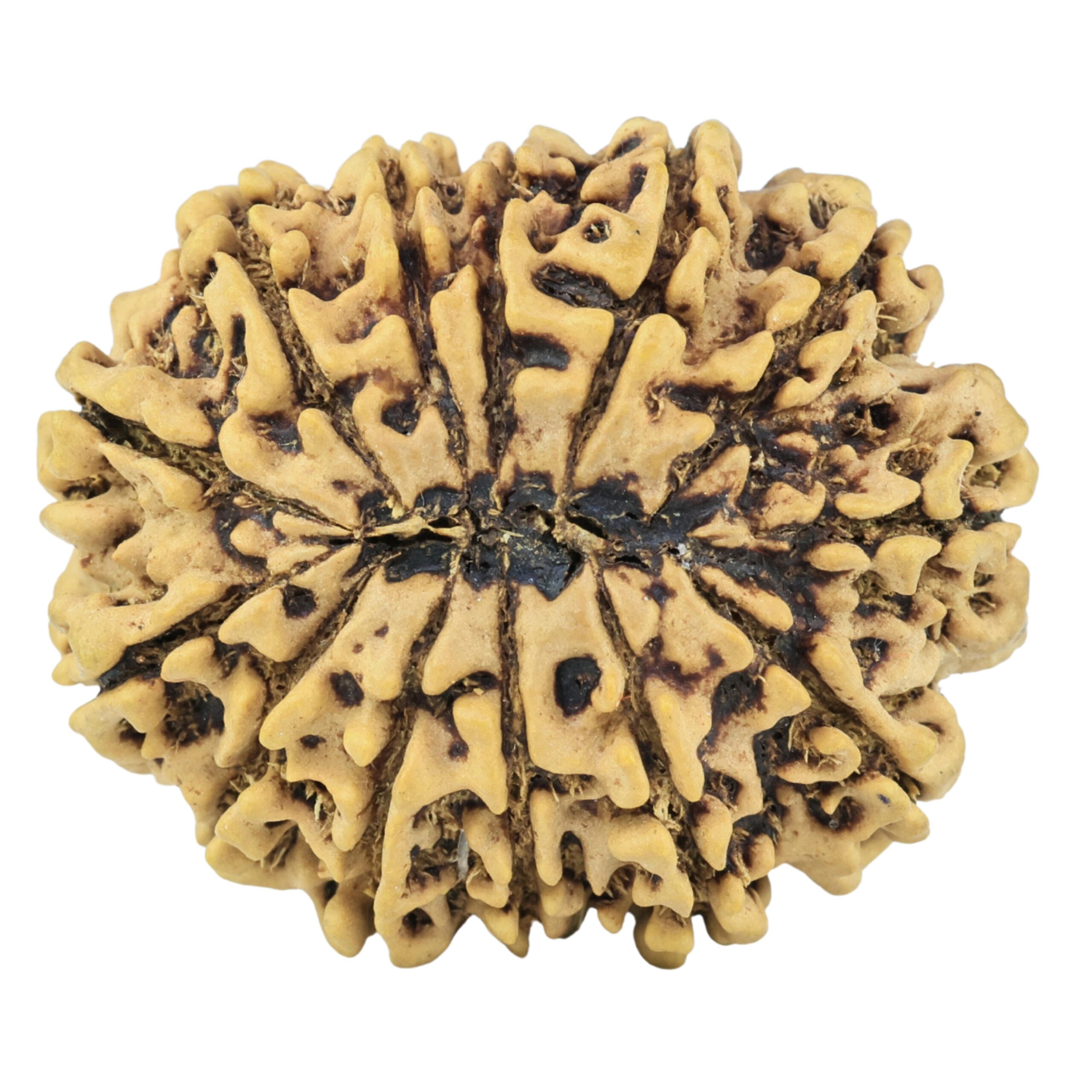 13 Mukhi Rudraksha 31.6mm 6.5gm - Rudraksha back