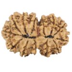 13 Mukhi Gaurishankar 29.7mm 4gm - Rudraksha back