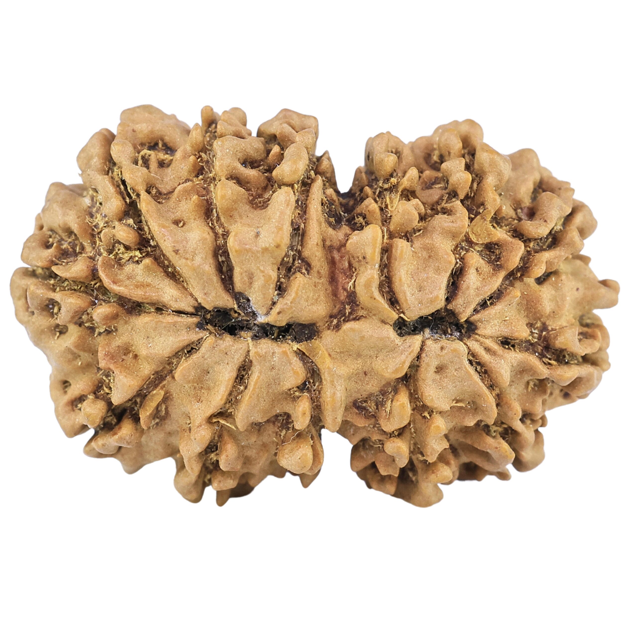 13 Mukhi Gaurishankar 29.7mm 4gm - Rudraksha back