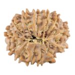 13 Mukhi Rudraksha 20.6mm 2.49gm - Rudraksha back