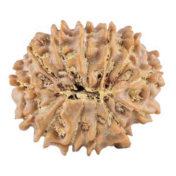 13 Mukhi Rudraksha 20.6mm 2.49gm - Rudraksha back