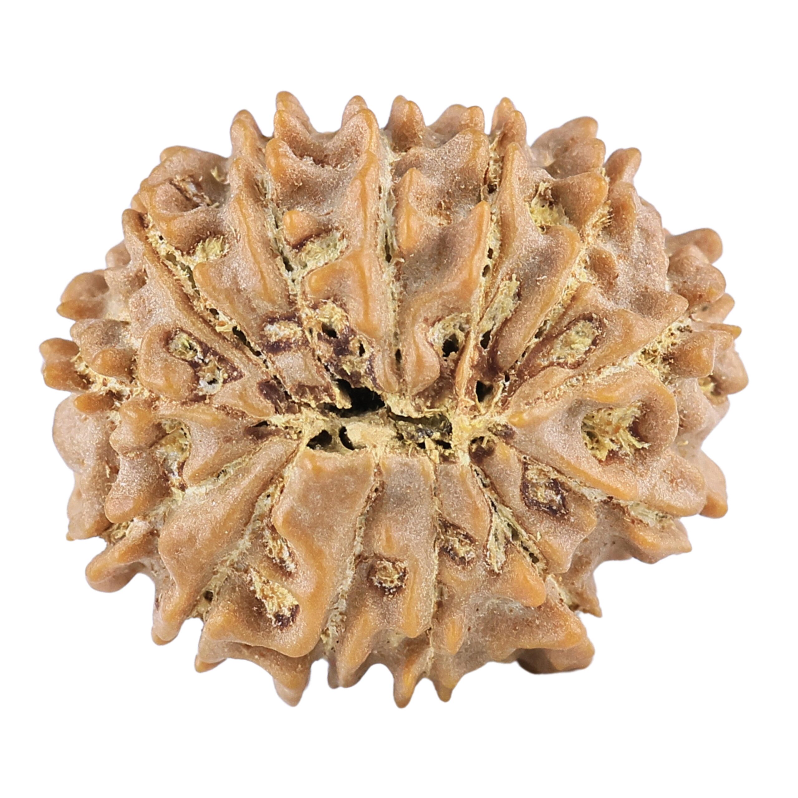 13 Mukhi Rudraksha 20.6mm 2.49gm - Rudraksha back