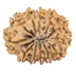 12 Mukhi Rudraksha 25.9mm 3.89gm - Rudraksha back