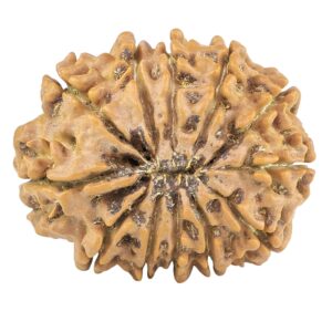 12 Mukhi Rudraksha 25.9mm 3.89gm - Rudraksha back