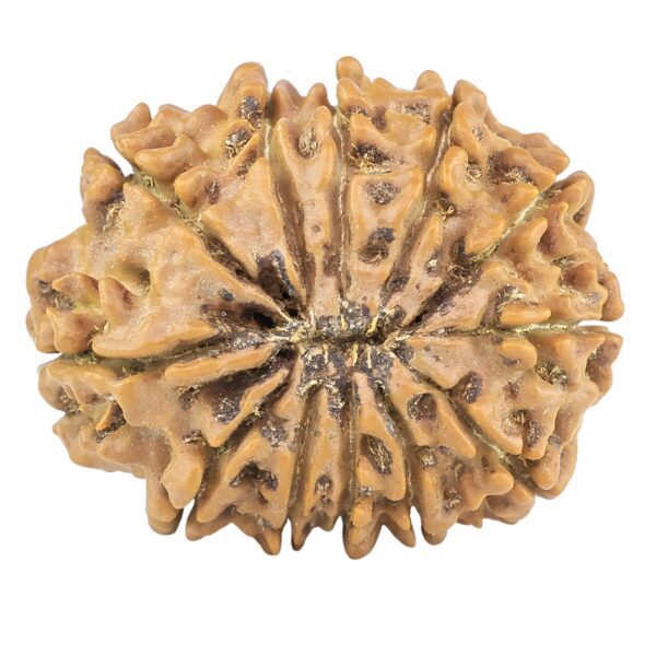 12 Mukhi Rudraksha 25.9mm 3.89gm - Rudraksha back