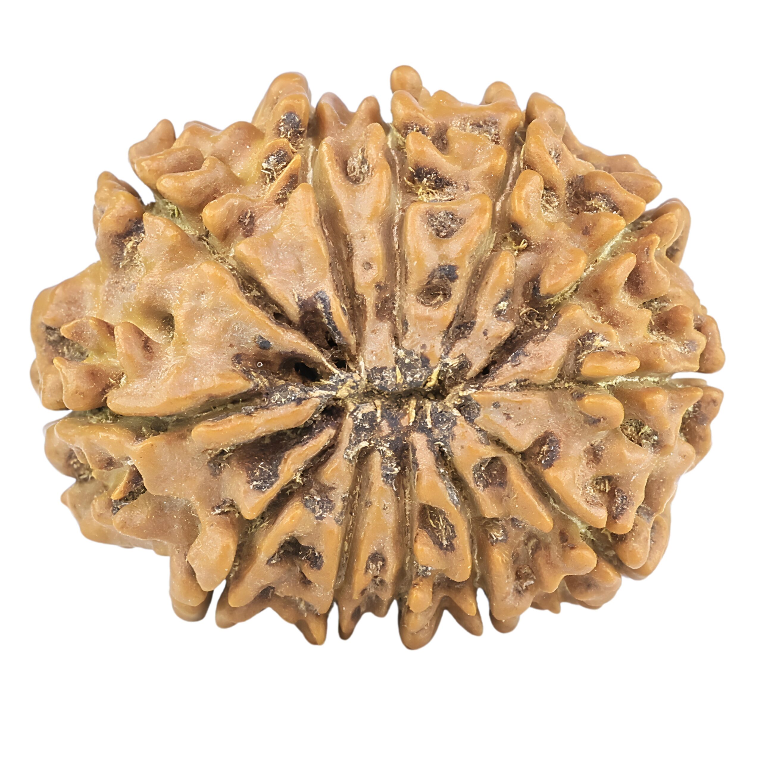 12 Mukhi Rudraksha 25.9mm 3.89gm - Rudraksha back