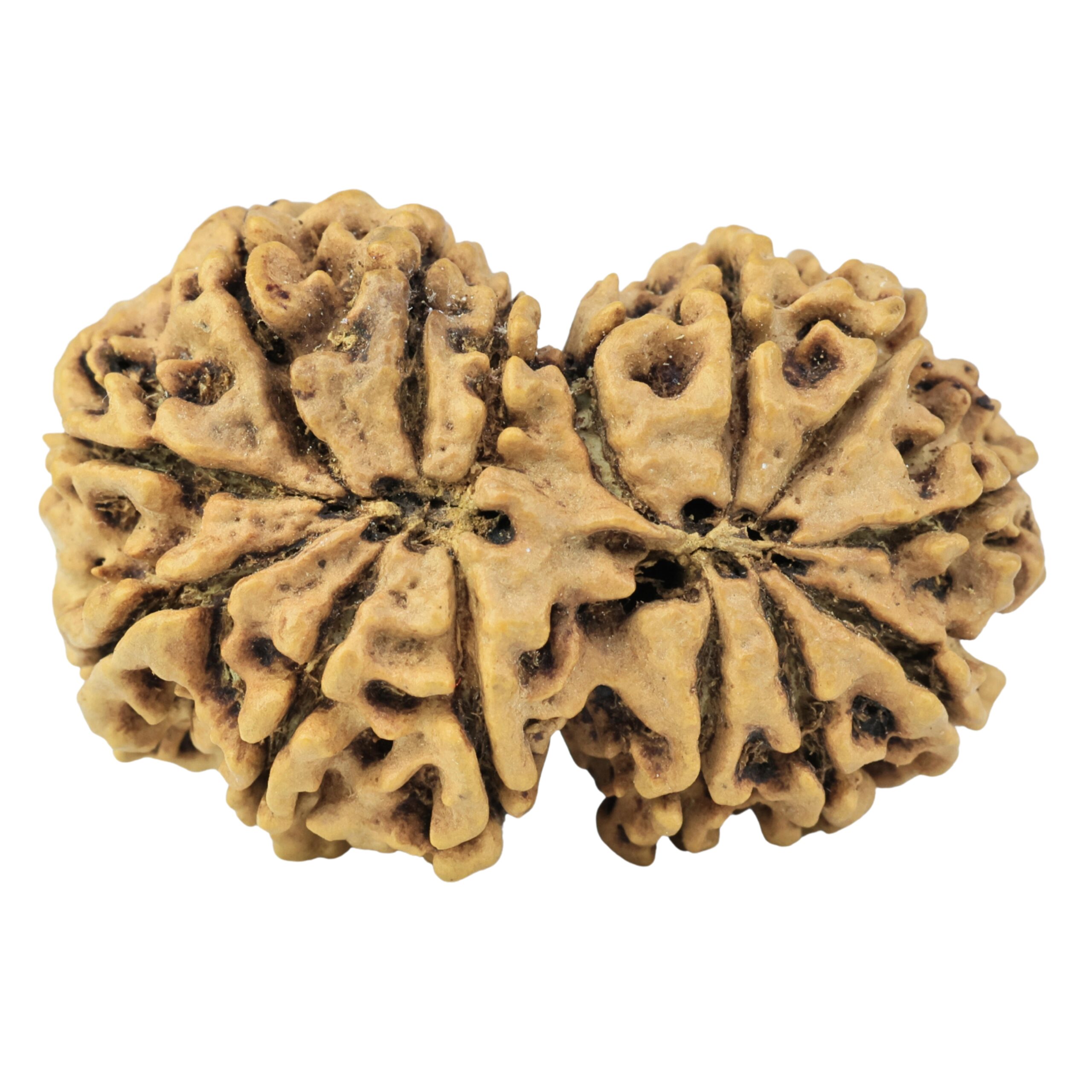 14 Mukhi Gaurishankar 35.6mm 6gm - Rudraksha back