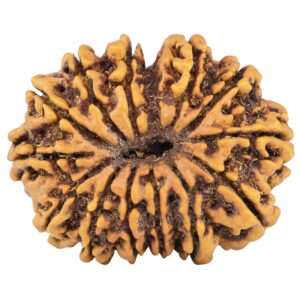 13 Mukhi Rudraksha 33.5mm 6.67gm - Rudraksha back