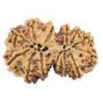 13 Mukhi Gaurishankar 32.7mm 5.77gm - Rudraksha back