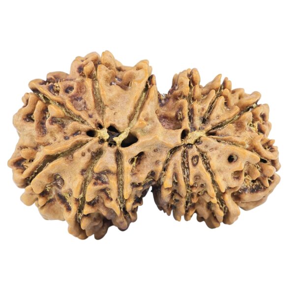 13 Mukhi Gaurishankar 32.7mm 5.77gm - Rudraksha back