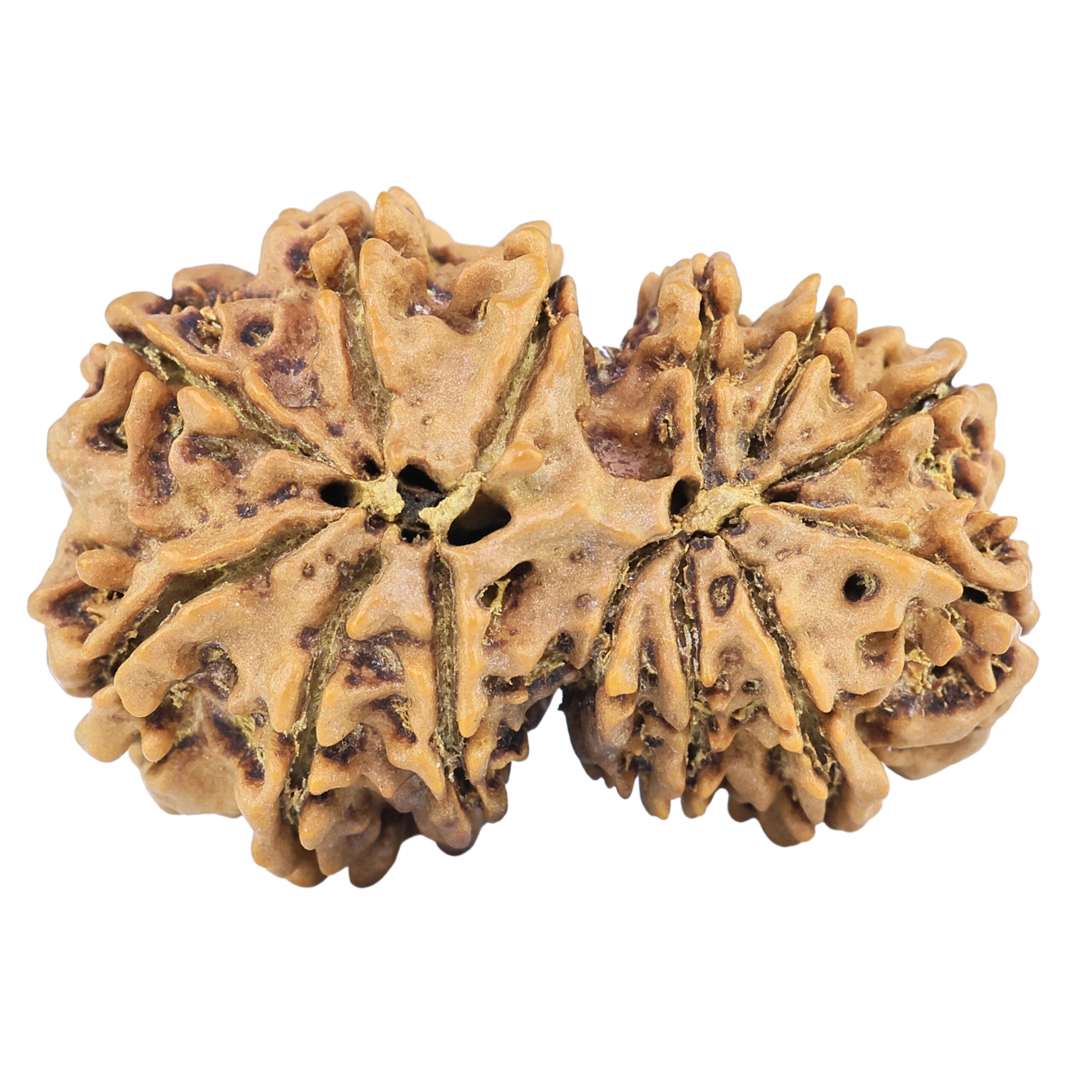 13 Mukhi Gaurishankar 32.7mm 5.77gm - Rudraksha back