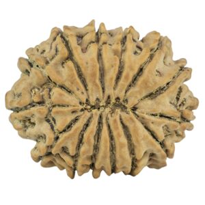 14 Mukhi Rudraksha 26.8mm 4.26gm - Rudraksha back