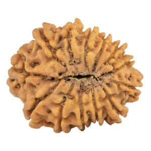 13 Mukhi Rudraksha 28.2mm 4.08gm - Rudraksha back