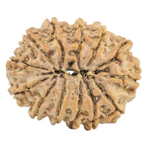 13 Mukhi Rudraksha 29.6mm 5.79gm - Rudraksha back