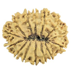 14 Mukhi Rudraksha 26.6mm 3.36gm - Rudraksha back