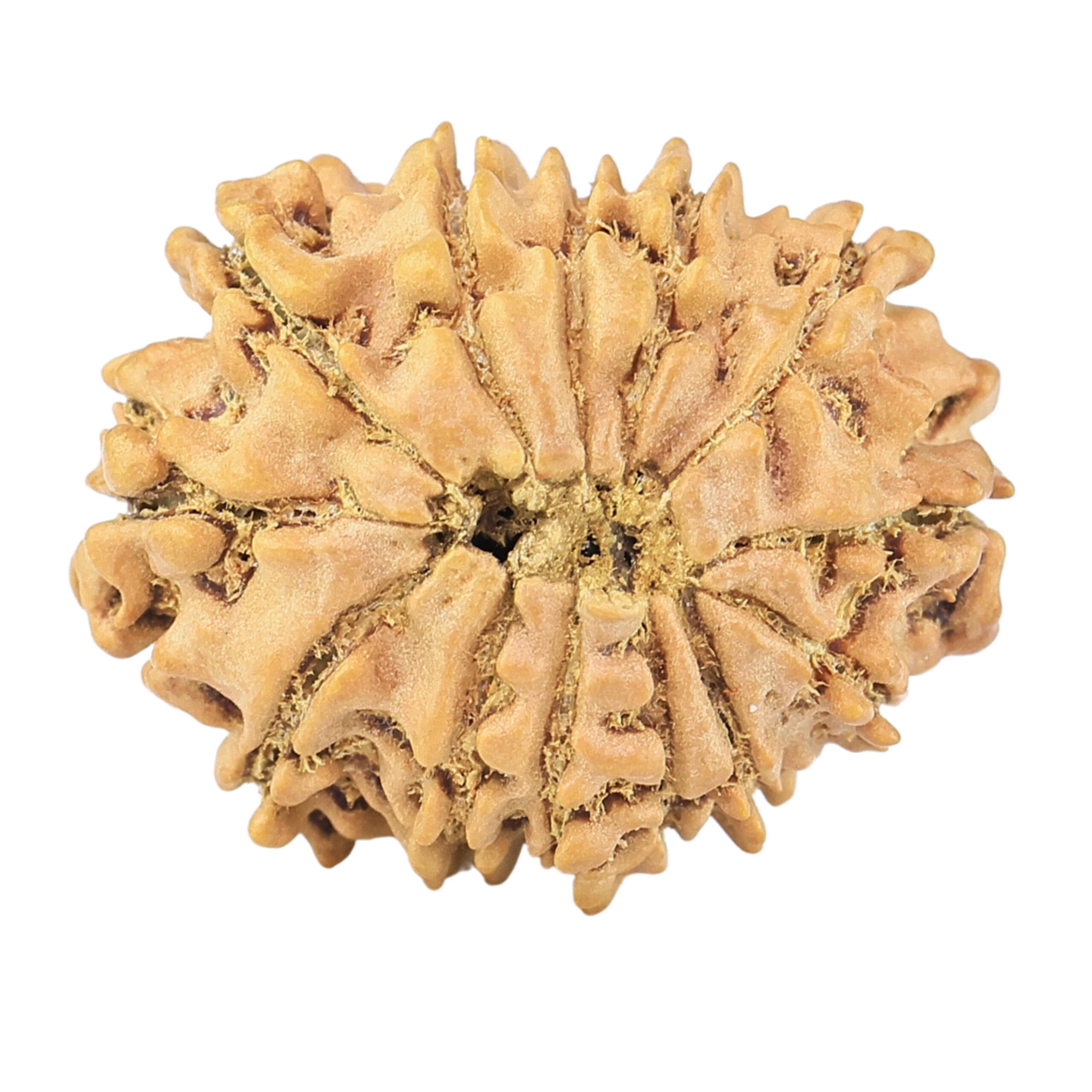 13 Mukhi Rudraksha 22.1mm 2.24gm - Rudraksha back