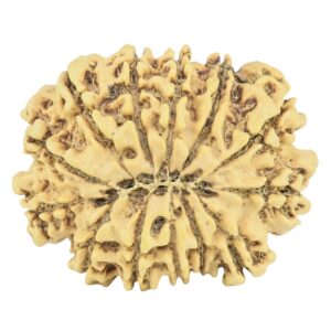 13 Mukhi Rudraksha 28.4mm 4.16gm - Rudraksha back