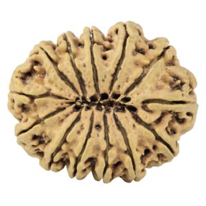 13 Mukhi Rudraksha 33.8mm 6.19gm - Rudraksha back