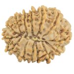 14 Mukhi Rudraksha 24mm 3.19gm - Rudraksha back