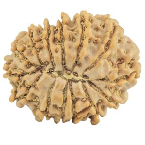 14 Mukhi Rudraksha 24mm 3.19gm - Rudraksha back